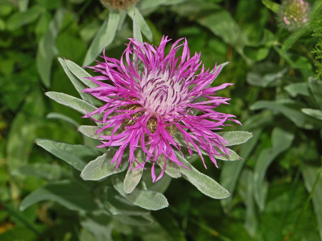 Centaurea uniflora / Fiordaliso unifloro